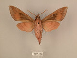 中文名:台灣葡萄天蛾(1282-160)學名:Ampelophaga rubiginosa myosotis Kitching & Cadiou, 2000(1282-160)中文別名:葡萄天蛾