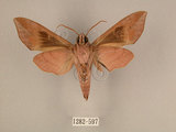 中文名:台灣葡萄天蛾(1282-597)學名:Ampelophaga rubiginosa myosotis Kitching & Cadiou, 2000(1282-597)中文別名:葡萄天蛾
