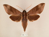 中文名:台灣葡萄天蛾(1282-757)學名:Ampelophaga rubiginosa myosotis Kitching & Cadiou, 2000(1282-757)中文別名:葡萄天蛾
