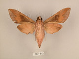 中文名:台灣葡萄天蛾(1282-845)學名:Ampelophaga rubiginosa myosotis Kitching & Cadiou, 2000(1282-845)中文別名:葡萄天蛾