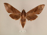 中文名:台灣葡萄天蛾(1282-845)學名:Ampelophaga rubiginosa myosotis Kitching & Cadiou, 2000(1282-845)中文別名:葡萄天蛾