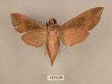 中文名:台灣葡萄天蛾(1575-56)學名:Ampelophaga rubiginosa myosotis Kitching & Cadiou, 2000(1575-56)中文別名:葡萄天蛾