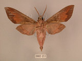 中文名:台灣葡萄天蛾(2002-211)學名:Ampelophaga rubiginosa myosotis Kitching & Cadiou, 2000(2002-211)中文別名:葡萄天蛾