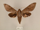 中文名:台灣葡萄天蛾(2002-279)學名:Ampelophaga rubiginosa myosotis Kitching & Cadiou, 2000(2002-279)中文別名:葡萄天蛾