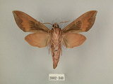 中文名:台灣葡萄天蛾(2002-340)學名:Ampelophaga rubiginosa myosotis Kitching & Cadiou, 2000(2002-340)中文別名:葡萄天蛾