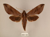 中文名:台灣葡萄天蛾(2002-340)學名:Ampelophaga rubiginosa myosotis Kitching & Cadiou, 2000(2002-340)中文別名:葡萄天蛾