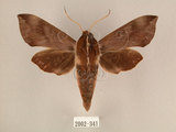 中文名:台灣葡萄天蛾(2002-341)學名:Ampelophaga rubiginosa myosotis Kitching & Cadiou, 2000(2002-341)中文別名:葡萄天蛾