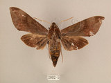 中文名:台灣葡萄天蛾(2002-5)學名:Ampelophaga rubiginosa myosotis Kitching & Cadiou, 2000(2002-5)中文別名:葡萄天蛾