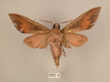 中文名:台灣葡萄天蛾(2002-6)學名:Ampelophaga rubiginosa myosotis Kitching & Cadiou, 2000(2002-6)中文別名:葡萄天蛾