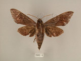 中文名:台灣葡萄天蛾(2002-6)學名:Ampelophaga rubiginosa myosotis Kitching & Cadiou, 2000(2002-6)中文別名:葡萄天蛾