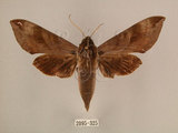 中文名:台灣葡萄天蛾(2095-325)學名:Ampelophaga rubiginosa myosotis Kitching & Cadiou, 2000(2095-325)中文別名:葡萄天蛾