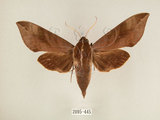 中文名:台灣葡萄天蛾(2095-445)學名:Ampelophaga rubiginosa myosotis Kitching & Cadiou, 2000(2095-445)中文別名:葡萄天蛾