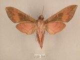 中文名:台灣葡萄天蛾(2122-553)學名:Ampelophaga rubiginosa myosotis Kitching & Cadiou, 2000(2122-553)中文別名:葡萄天蛾