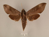 中文名:台灣葡萄天蛾(2122-553)學名:Ampelophaga rubiginosa myosotis Kitching & Cadiou, 2000(2122-553)中文別名:葡萄天蛾