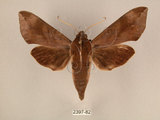 中文名:台灣葡萄天蛾(2397-82)學名:Ampelophaga rubiginosa myosotis Kitching & Cadiou, 2000(2397-82)中文別名:葡萄天蛾