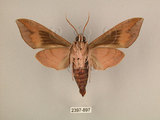 中文名:台灣葡萄天蛾(2397-897)學名:Ampelophaga rubiginosa myosotis Kitching & Cadiou, 2000(2397-897)中文別名:葡萄天蛾