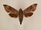 中文名:台灣葡萄天蛾(2397-897)學名:Ampelophaga rubiginosa myosotis Kitching & Cadiou, 2000(2397-897)中文別名:葡萄天蛾