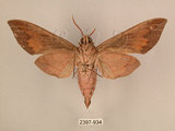 中文名:台灣葡萄天蛾(2397-934)學名:Ampelophaga rubiginosa myosotis Kitching & Cadiou, 2000(2397-934)中文別名:葡萄天蛾