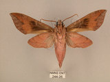 中文名:台灣葡萄天蛾(244-26)學名:Ampelophaga rubiginosa myosotis Kitching & Cadiou, 2000(244-26)中文別名:葡萄天蛾