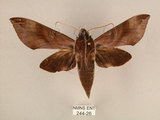 中文名:台灣葡萄天蛾(244-26)學名:Ampelophaga rubiginosa myosotis Kitching & Cadiou, 2000(244-26)中文別名:葡萄天蛾