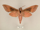 中文名:台灣葡萄天蛾(244-33)學名:Ampelophaga rubiginosa myosotis Kitching & Cadiou, 2000(244-33)中文別名:葡萄天蛾