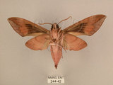中文名:台灣葡萄天蛾(244-42)學名:Ampelophaga rubiginosa myosotis Kitching & Cadiou, 2000(244-42)中文別名:葡萄天蛾