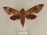 中文名:台灣葡萄天蛾(244-42)學名:Ampelophaga rubiginosa myosotis Kitching & Cadiou, 2000(244-42)中文別名:葡萄天蛾