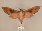 中文名:台灣葡萄天蛾(244-43)學名:Ampelophaga rubiginosa myosotis Kitching & Cadiou, 2000(244-43)中文別名:葡萄天蛾
