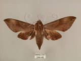 中文名:台灣葡萄天蛾(244-46)學名:Ampelophaga rubiginosa myosotis Kitching & Cadiou, 2000(244-46)中文別名:葡萄天蛾