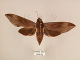 中文名:台灣葡萄天蛾(244-55)學名:Ampelophaga rubiginosa myosotis Kitching & Cadiou, 2000(244-55)中文別名:葡萄天蛾