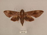 中文名:台灣葡萄天蛾(244-64)學名:Ampelophaga rubiginosa myosotis Kitching & Cadiou, 2000(244-64)中文別名:葡萄天蛾