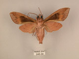 中文名:台灣葡萄天蛾(245-34)學名:Ampelophaga rubiginosa myosotis Kitching & Cadiou, 2000(245-34)中文別名:葡萄天蛾