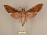 中文名:台灣葡萄天蛾(246-107)學名:Ampelophaga rubiginosa myosotis Kitching & Cadiou, 2000(246-107)中文別名:葡萄天蛾