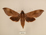 中文名:台灣葡萄天蛾(246-95)學名:Ampelophaga rubiginosa myosotis Kitching & Cadiou, 2000(246-95)中文別名:葡萄天蛾