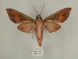 中文名:台灣葡萄天蛾(2880-323)學名:Ampelophaga rubiginosa myosotis Kitching & Cadiou, 2000(2880-323)中文別名:葡萄天蛾