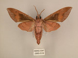 中文名:台灣葡萄天蛾(2880-519)學名:Ampelophaga rubiginosa myosotis Kitching & Cadiou, 2000(2880-519)中文別名:葡萄天蛾