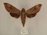 中文名:台灣葡萄天蛾(2948-49)學名:Ampelophaga rubiginosa myosotis Kitching & Cadiou, 2000(2948-49)中文別名:葡萄天蛾