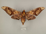 中文名:芒果天蛾(245-31)學名:Amplypterus mansoni takamukui (Matsumura, 1930)(245-31)中文別名:福木天蛾