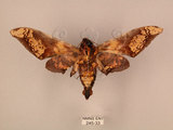 中文名:芒果天蛾(245-33)學名:Amplypterus mansoni takamukui (Matsumura, 1930)(245-33)中文別名:福木天蛾