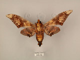 中文名:芒果天蛾(245-42)學名:Amplypterus mansoni takamukui (Matsumura, 1930)(245-42)中文別名:福木天蛾