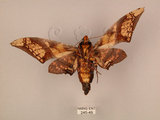 中文名:芒果天蛾(245-49)學名:Amplypterus mansoni takamukui (Matsumura, 1930)(245-49)中文別名:福木天蛾