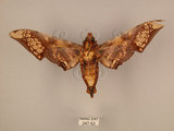中文名:芒果天蛾(247-63)學名:Amplypterus mansoni takamukui (Matsumura, 1930)(247-63)中文別名:福木天蛾
