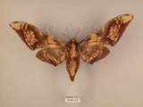 中文名:芒果天蛾(3101-17)學名:Amplypterus mansoni takamukui (Matsumura, 1930)(3101-17)中文別名:福木天蛾
