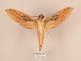 中文名:棕綠背線天蛾(1131-107)學名:Cechenena lineosa (Walker, 1856)(1131-107)中文別名:條背天蛾