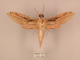 中文名:棕綠背線天蛾(1131-122)學名:Cechenena lineosa (Walker, 1856)(1131-122)中文別名:條背天蛾