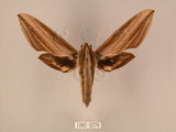 中文名:棕綠背線天蛾(1282-2270)學名:Cechenena lineosa (Walker, 1856)(1282-2270)中文別名:條背天蛾