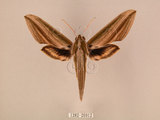 中文名:棕綠背線天蛾(1282-26912)學名:Cechenena lineosa (Walker, 1856)(1282-26912)中文別名:條背天蛾