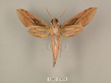 中文名:棕綠背線天蛾(1282-27070)學名:Cechenena lineosa (Walker, 1856)(1282-27070)中文別名:條背天蛾