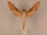 中文名:棕綠背線天蛾(1282-447)學名:Cechenena lineosa (Walker, 1856)(1282-447)中文別名:條背天蛾