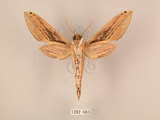 中文名:棕綠背線天蛾(1282-683)學名:Cechenena lineosa (Walker, 1856)(1282-683)中文別名:條背天蛾
